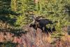Guided Alaska Moose Hunts