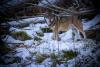Wolf Hunts in Alaska