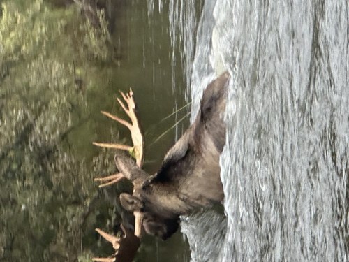Moose Hunt Alaska