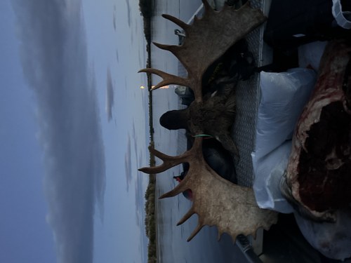 Ak Moose Hunt