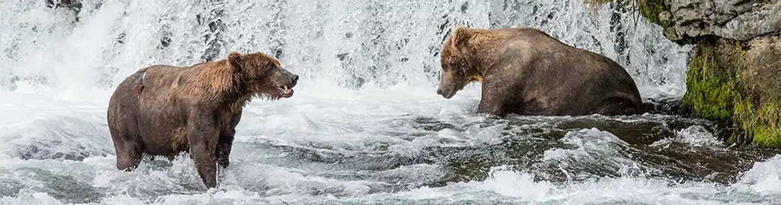 Brown Bear Hunt