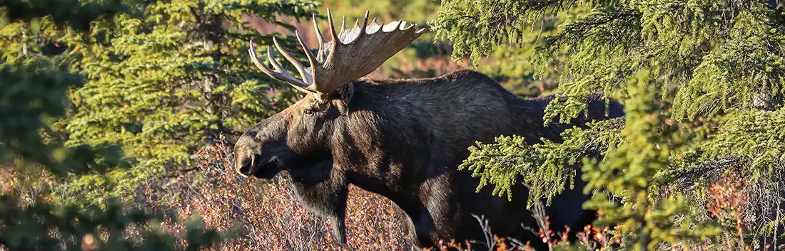 Moose Hunt