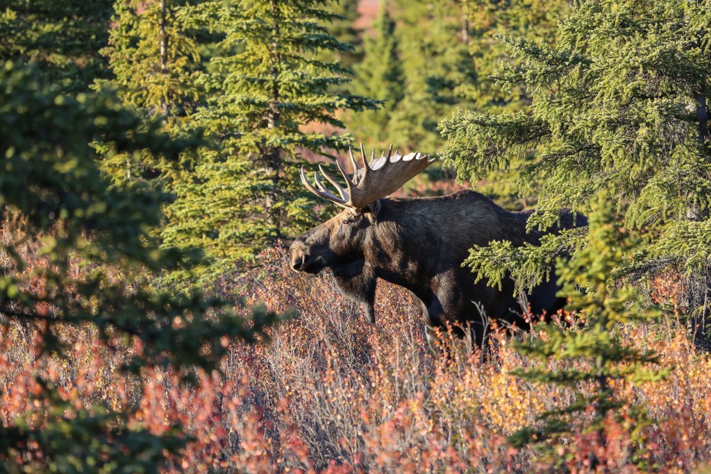 Guided Alaska Moose Hunts